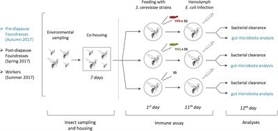 Saccharomyces cerevisiae Induces Immune Enhancing and Shapes Gut Microbiota in Social Wasps